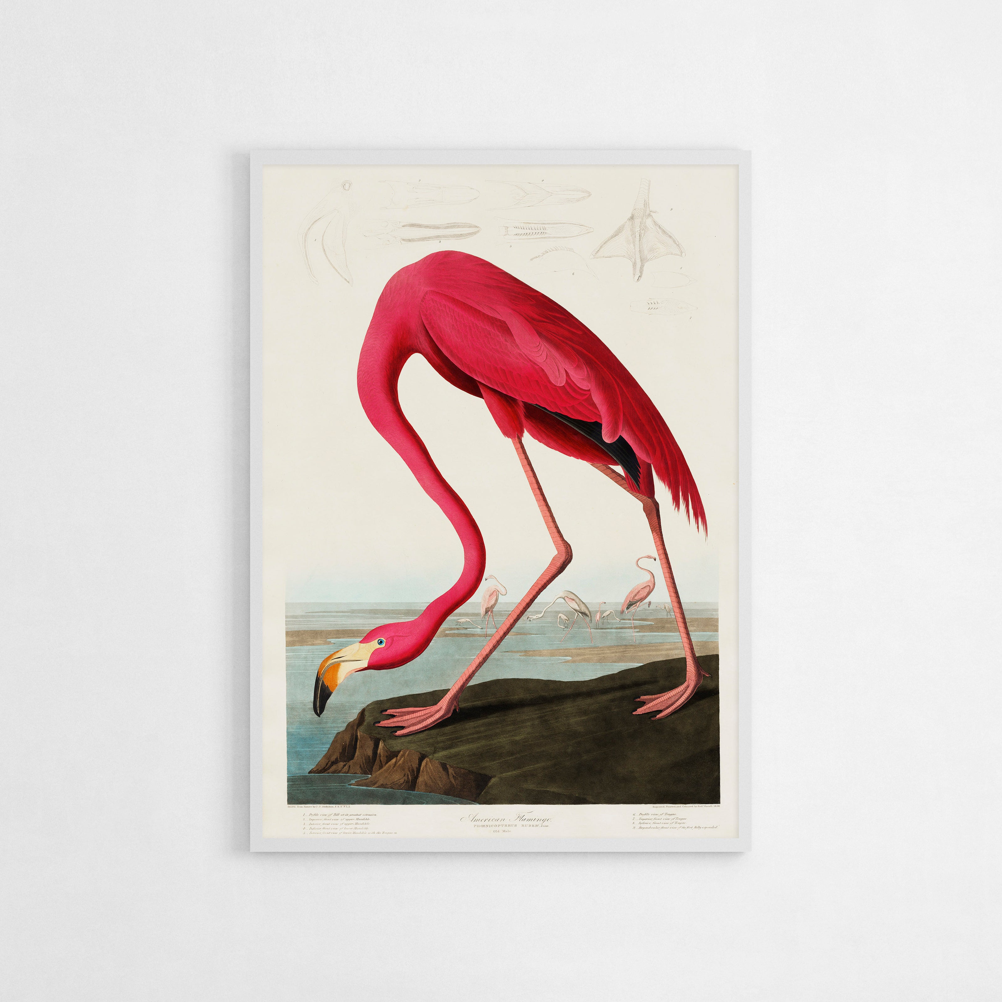 Vintage art print of an American Flamingo by John James Audubon, showcasing a detailed pink flamingo with a classic, graceful pose in a natural setting.