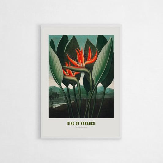 Vintage-style art print of the Bird of Paradise flower, featuring bright red-orange petals and lush green leaves, set against a natural background.