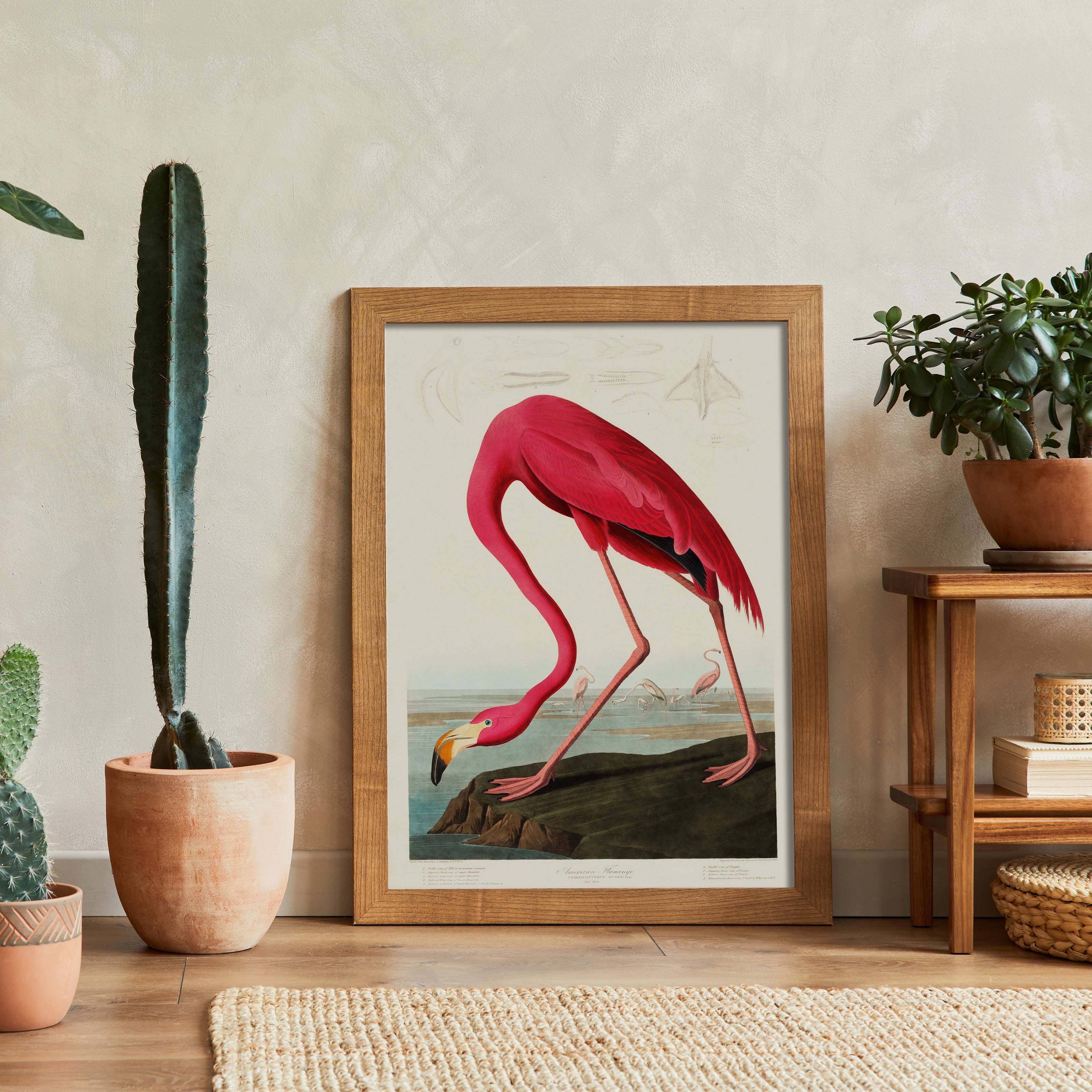 Vintage art print of an American Flamingo by John James Audubon, showcasing a detailed pink flamingo with a classic, graceful pose in a natural setting.