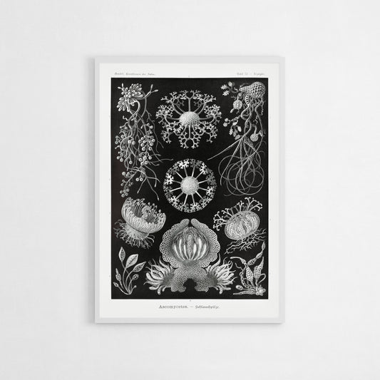 Ernst Haeckel illustration art print featuring intricate black and white drawings of Ascomycetes fungi jellyfish with detailed structures and botanical forms.