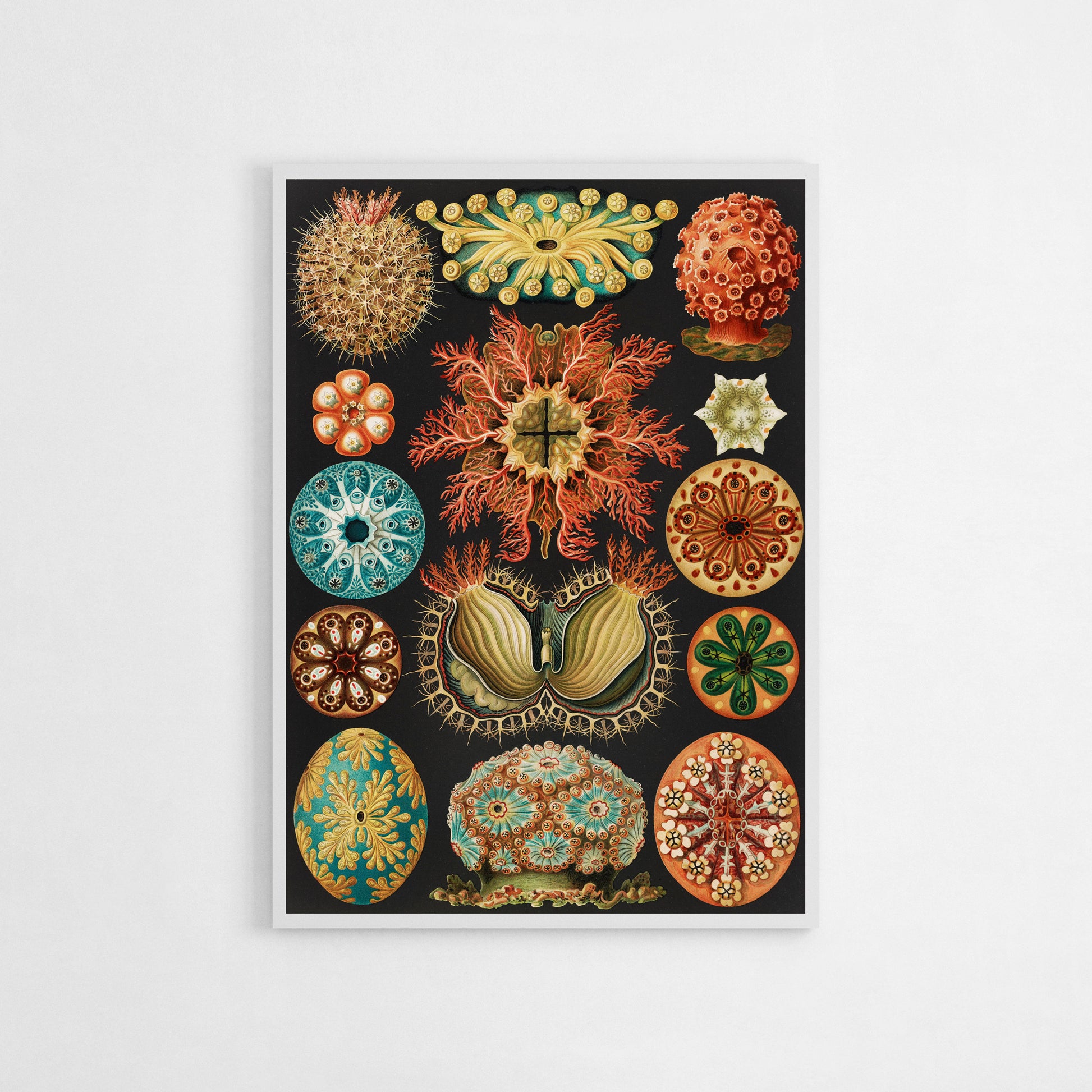 Ernst Haeckel illustration of colorful and intricate radiolaria, showcasing symmetrical marine organisms in vibrant hues and intricate detail, against a black background.