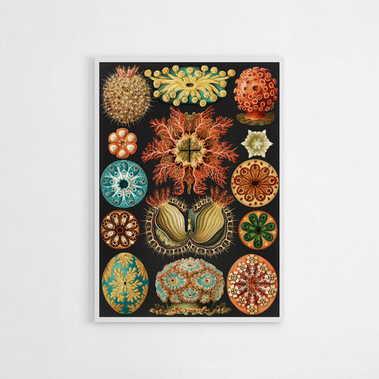 Ernst Haeckel illustration of colorful and intricate radiolaria, showcasing symmetrical marine organisms in vibrant hues and intricate detail, against a black background.