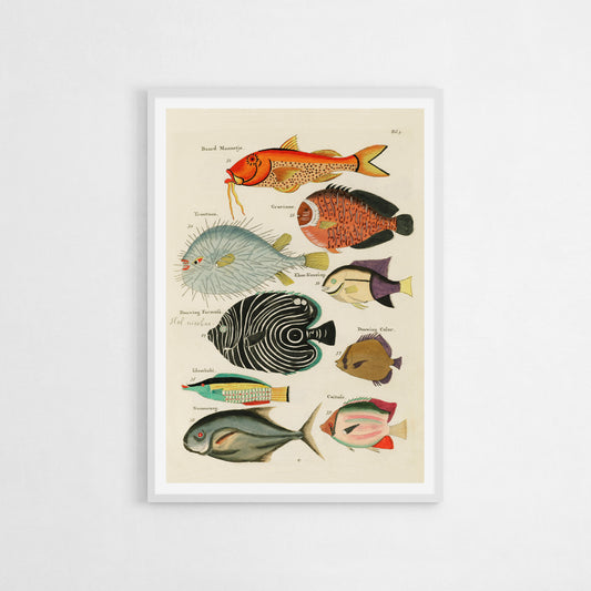 Vintage illustration art print featuring various colorful fish species, each detailed with scientific accuracy.