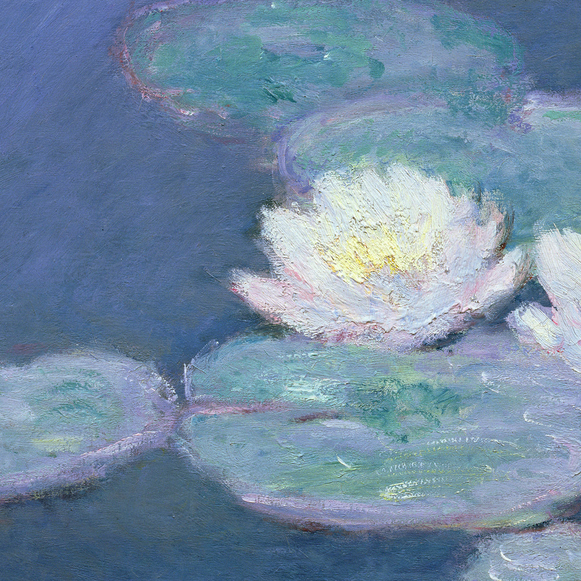 Water Lilies