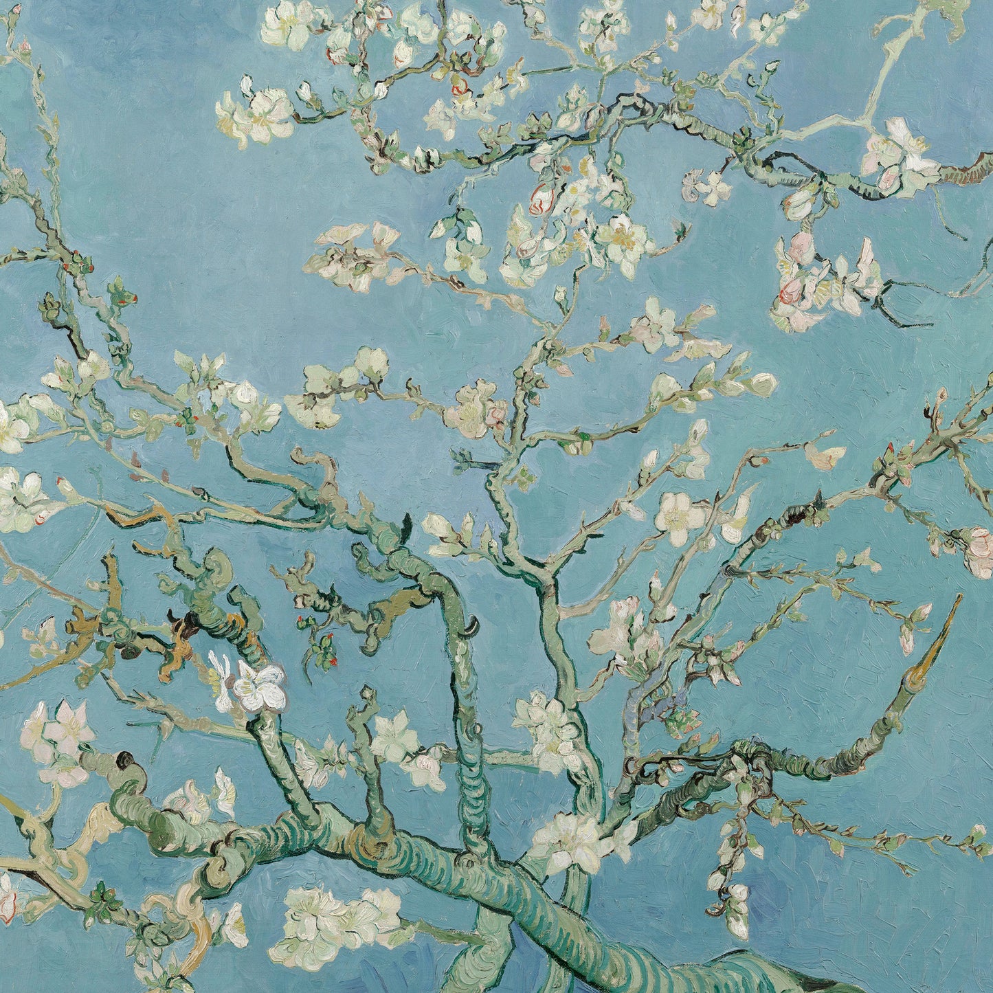 Almond Blossom